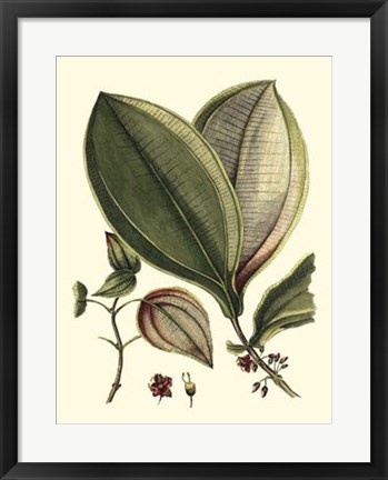 Framed Buchoz Leaves V Print