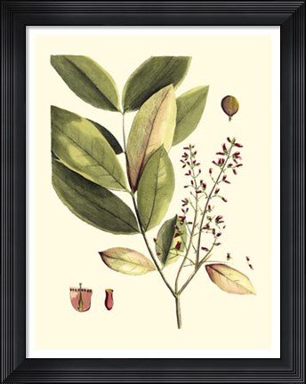 Framed Buchoz Leaves VI Print