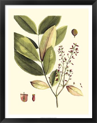 Framed Buchoz Leaves VI Print