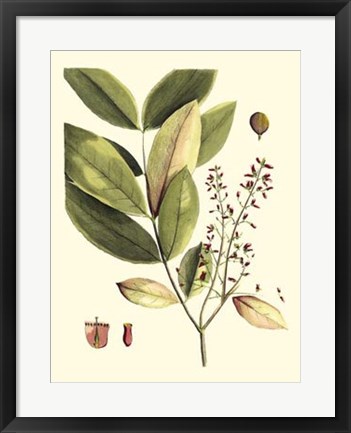 Framed Buchoz Leaves VI Print