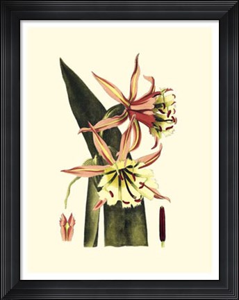 Framed Striking Beauty I Print