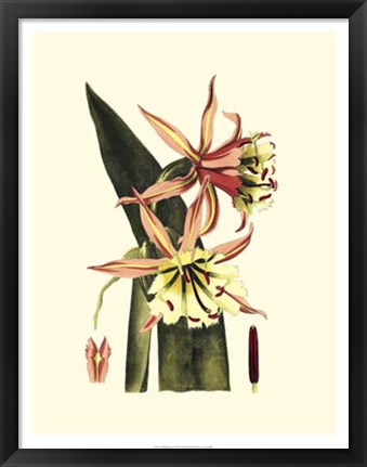 Framed Striking Beauty I Print