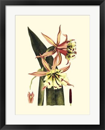 Framed Striking Beauty I Print