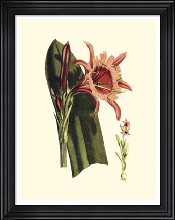 Framed Striking Beauty II Print