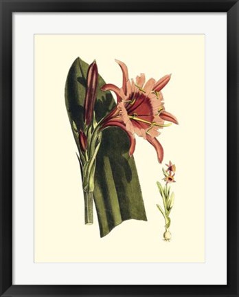 Framed Striking Beauty II Print