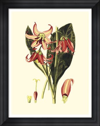 Framed Striking Beauty III Print