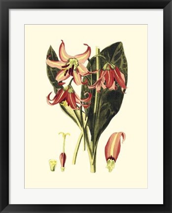 Framed Striking Beauty III Print