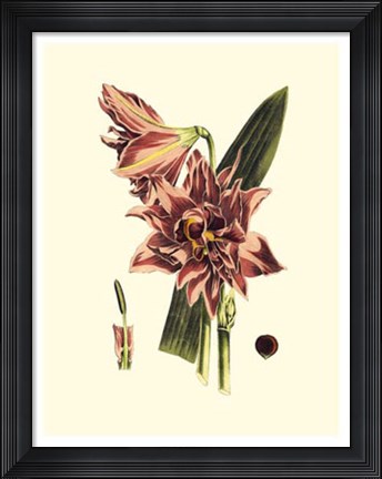 Framed Striking Beauty IV Print