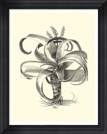 Framed B&amp;W Besler Aloe Print