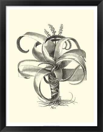 Framed B&amp;W Besler Aloe Print