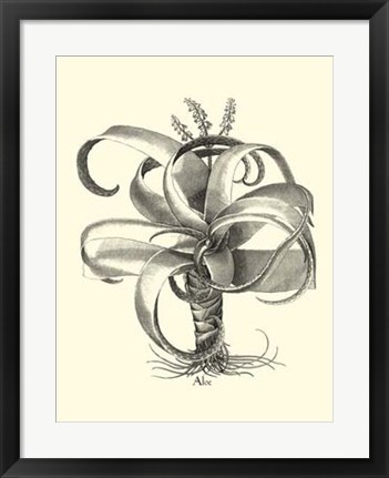 Framed B&amp;W Besler Aloe Print