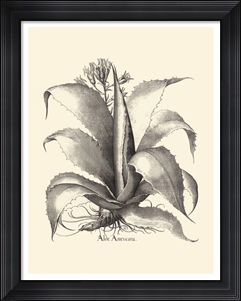 Framed B&amp;W Besler Aloe Americana Print