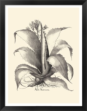 Framed B&amp;W Besler Aloe Americana Print