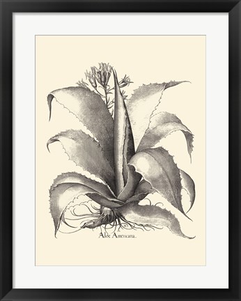 Framed B&amp;W Besler Aloe Americana Print