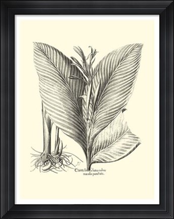 Framed B&amp;W Besler Canna Print