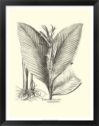 Framed B&amp;W Besler Canna Print