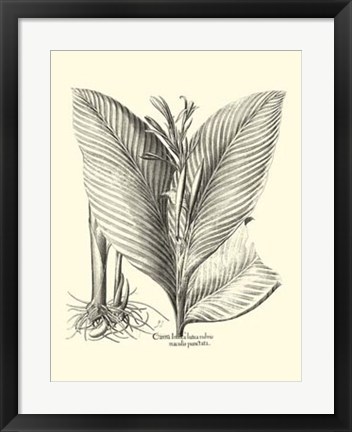 Framed B&amp;W Besler Canna Print