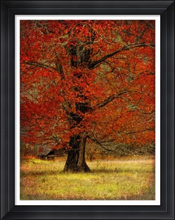 Framed Autumn Oak II Print