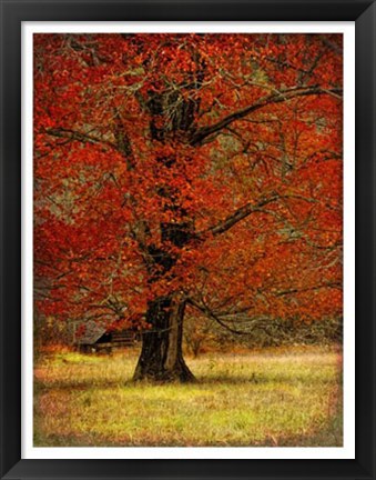 Framed Autumn Oak II Print