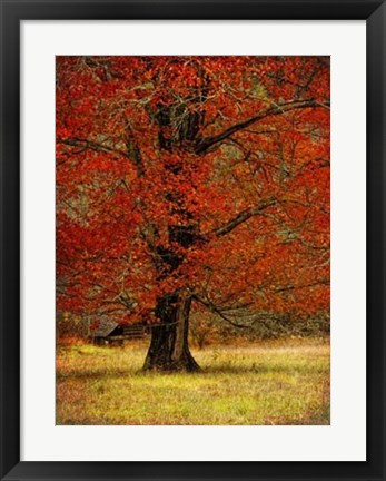 Framed Autumn Oak II Print