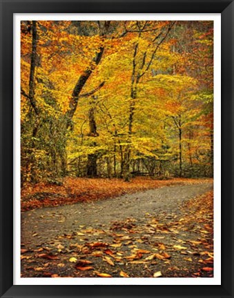 Framed Path through Autumn Print