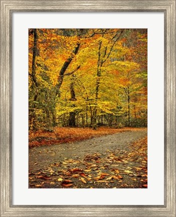 Framed Path through Autumn Print