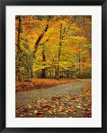 Framed Path through Autumn Print