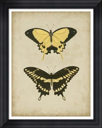 Framed Antique Butterfly Pair I Print