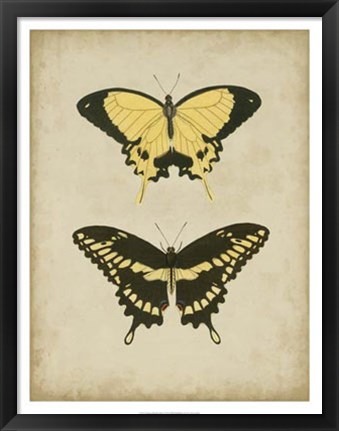 Framed Antique Butterfly Pair I Print