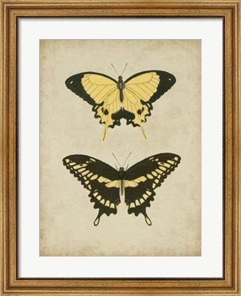 Framed Antique Butterfly Pair I Print