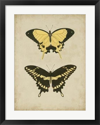 Framed Antique Butterfly Pair I Print