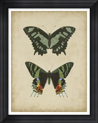 Framed Antique Butterfly Pair II Print