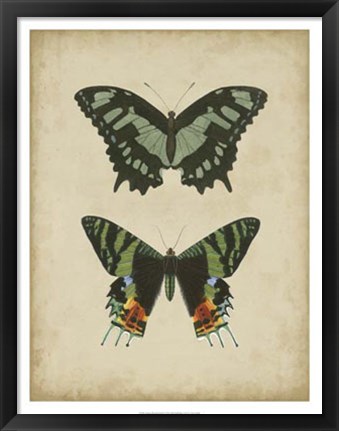 Framed Antique Butterfly Pair II Print