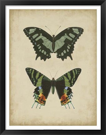 Framed Antique Butterfly Pair II Print