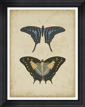 Framed Antique Butterfly Pair III Print