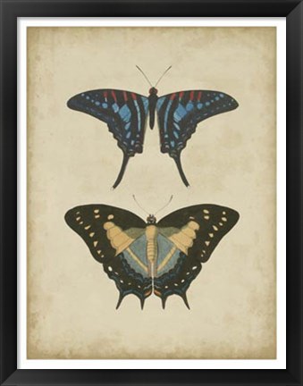 Framed Antique Butterfly Pair III Print