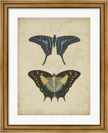 Framed Antique Butterfly Pair III Print