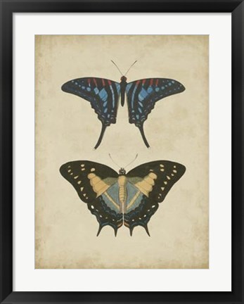 Framed Antique Butterfly Pair III Print