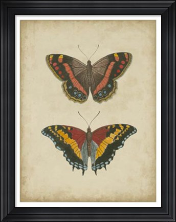Framed Antique Butterfly Pair IV Print