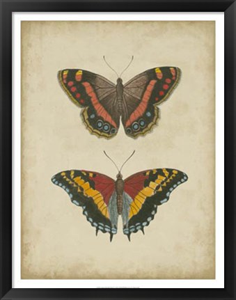 Framed Antique Butterfly Pair IV Print