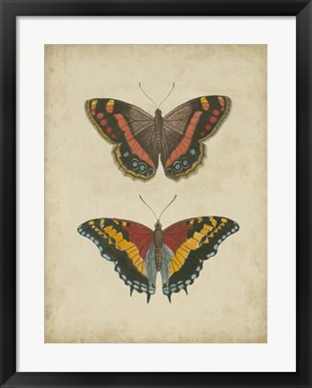 Framed Antique Butterfly Pair IV Print