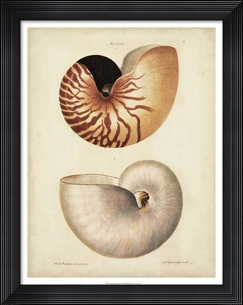 Framed Antique Nautilus I Print