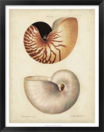 Framed Antique Nautilus I Print