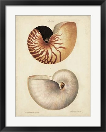 Framed Antique Nautilus I Print
