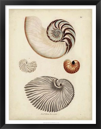 Framed Antique Nautilus II Print