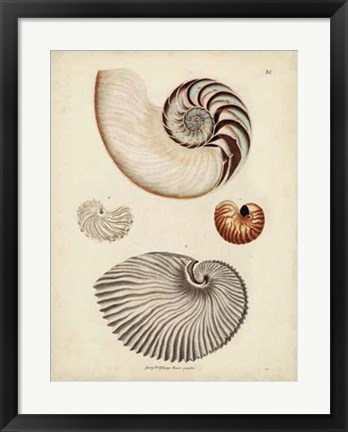 Framed Antique Nautilus II Print