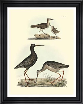 Framed Sandpipers I Print