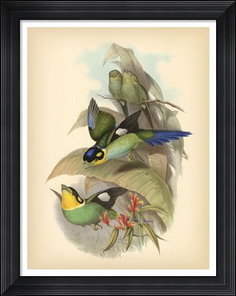 Framed Birds of the Tropics I Print