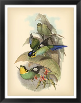 Framed Birds of the Tropics I Print