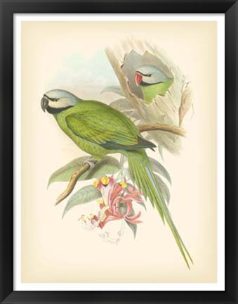 Framed Birds of the Tropics II Print